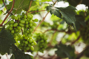 Green grape growing in organic farm