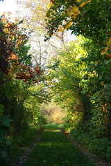 Beautiful trees with red berries growing in garden on sunny day