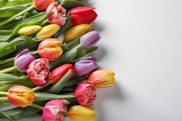 Beautiful tulips on light grey background, top view. Space for text