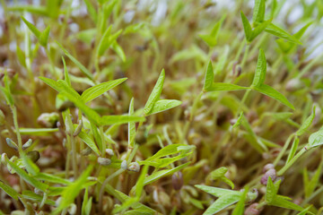 Closeup view of mung bean sprouts as background
