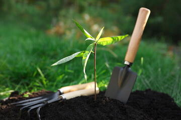 Seedling growing in fresh soil and gardening tools outdoors. Planting tree