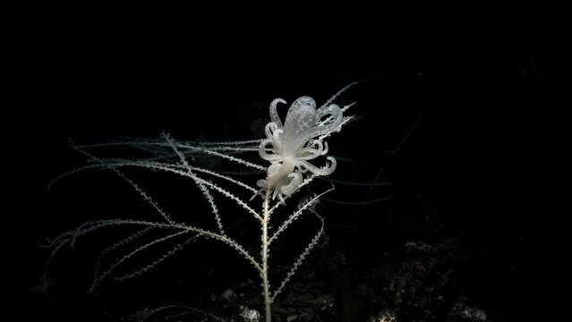 A scuba divers underwater torch lights up a spectacular marine creature deep below the ocean surface. Unique view