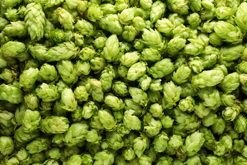 Fototapeta na wymiar Fresh green hops as background, top view