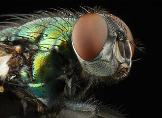 Fly closeup