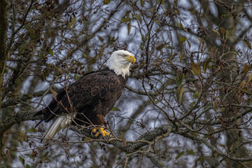2022-12-04 A MATURE BALD EAGLE WITH A BRIGHT WHITE HEAD PERCHED ON A TREE WITH A BLURRY BACKGROUND ON CAMANO ISLAND WASHINGTON