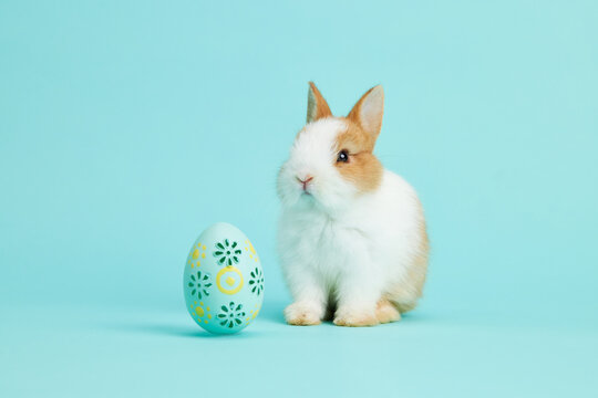 Easter bunny rabbit with painted eggs on Blue background. easter holiday concept.