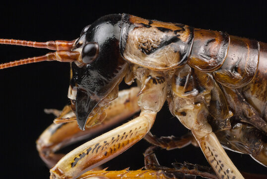New Zealand insect known as a wētā in Maori