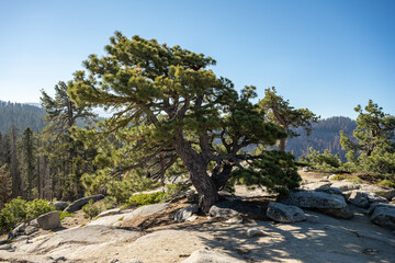 Fototapeta na wymiar Dwarf Tree Stands At The Top Of A Rocky Mountain In Kings Canyon