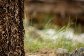 Edge of Tree Bark Against Grassy Meadow