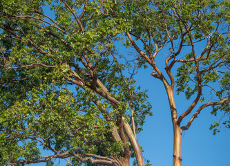 Malaysian Eucalyptus Tree in Morning Sunlight.