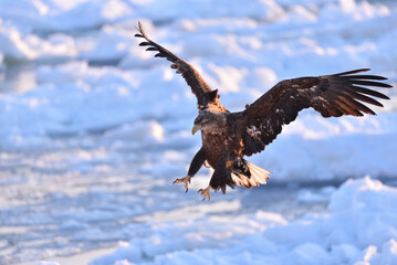 Bird watching with floating ices in winter