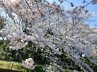 桜を見る