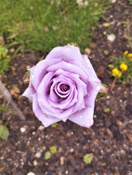 Top view from a beautiful purple rose in a garden