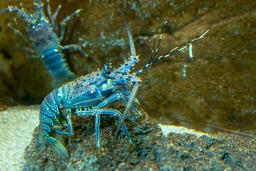 Blue spiny lobster in aquatic setting