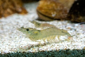 Vannamei shrimp, whiteleg shrimp, Pacific white shrimp or king prawn swimming in the aquarium tank
