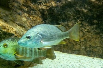 Schoolmaster Lutjanus apodus, underwater in Bonaire