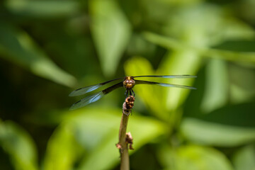 A widow skimmer dragonfly perched on a branch in a garden.