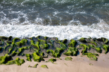 Green algae on the sea shore