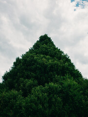 tree and sky