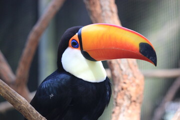 toucan