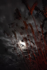 spooky halloween night