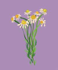 chamomile vector illustration
