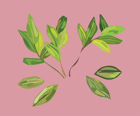 coca leaves illustration