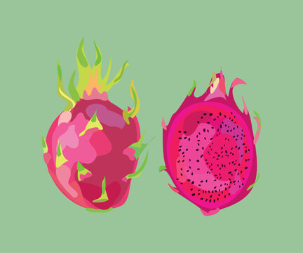 american beauty dragon fruit vector illustration