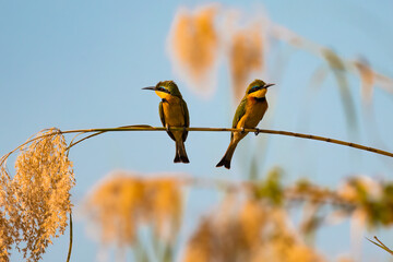 Bee eater birds on a branch