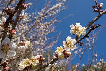 青空の下の白梅の花