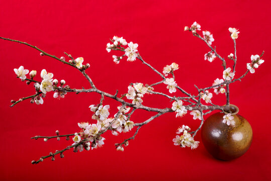 赤バックの花瓶に入った白梅の花