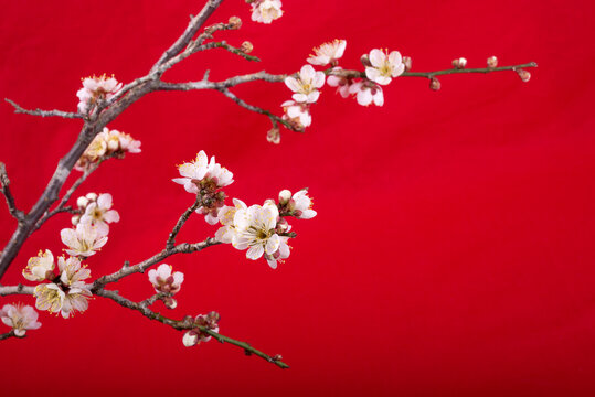 赤バックの白梅の枝と花