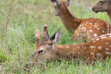 deer in the zoo
