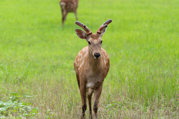 deer in the zoo