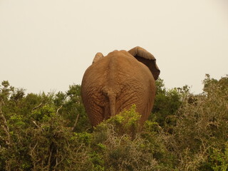 Fototapeta na wymiar Colita de Elefante Sudáfrica