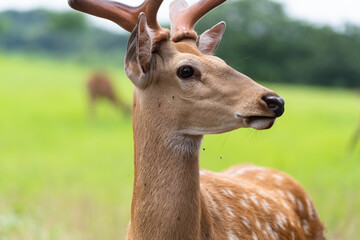 deer in the zoo