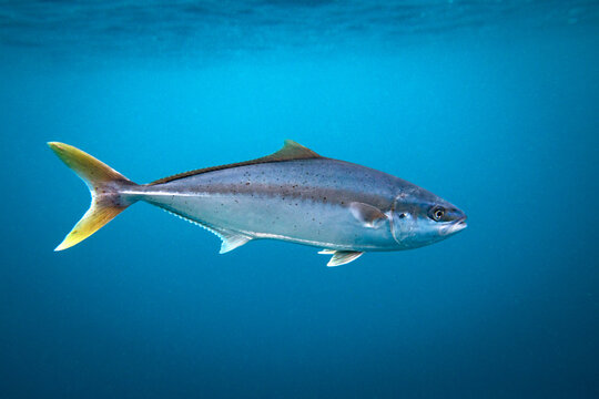 King fish images deals