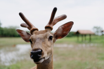 deer in the zoo