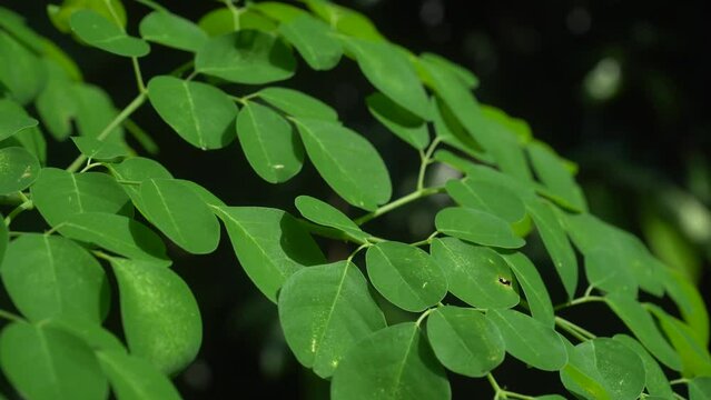 Green Moringa leaves are exposed to the morning sun.