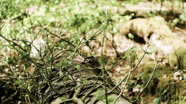 Flling Tree on the ground in forest with vibrating twigs