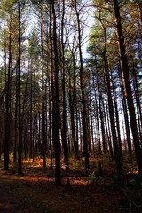 Obraz premium Tall Pines Area, Walnut Woods Metro Park, Groveport, Ohio