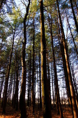 Tall Pines Area, Walnut Woods Metro Park, Groveport, Ohio