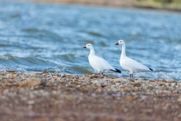 Snow goose - Anser caerulescens - snow goose is a species of goose native to North America. Both white and dark morphs exist, the latter often known as blue goose