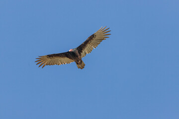 Turkey Vultures - Cathartes - large carrion-feeding birds in the New World vulture family