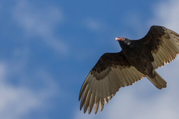 Turkey Vultures - Cathartes - large carrion-feeding birds in the New World vulture family