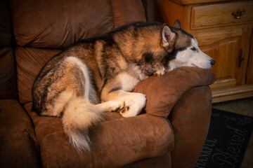 Fototapeta na wymiar Siberian Husky on the couch.