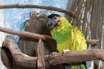 A small parrot with a black head and a green body, resting on a tree branch (Conure Nanday)