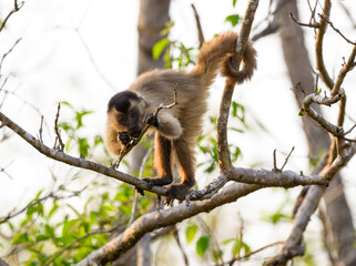 Wild black-striped capuchin monkey also known as the bearded capuchin in the trees