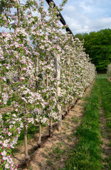 Fototapeta na wymiar Blossoming apple orchard in the spring. Flowering Apple garden. Fruit trees in the bloom.