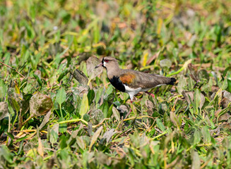 Southern Lapwing foraging among vegetation on the pond